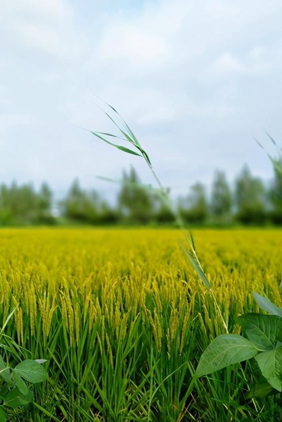 辽宁省盘锦市所辖区有哪些,辽宁省盘锦市有哪几个区