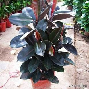 橡皮树叶片耷拉是怎么回事,橡皮树叶子发软下垂怎么回事