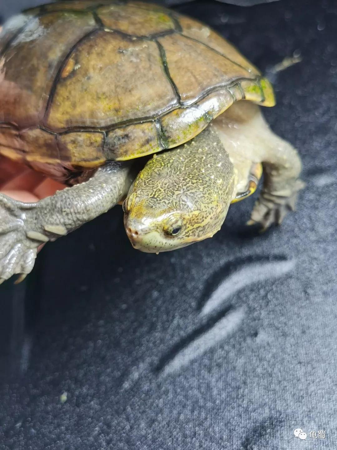 黄泽泥龟为什么冷门,泥龟冷门品种