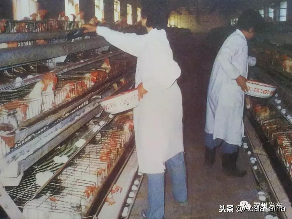 霸州土产公司老照片,霸州老城区图片