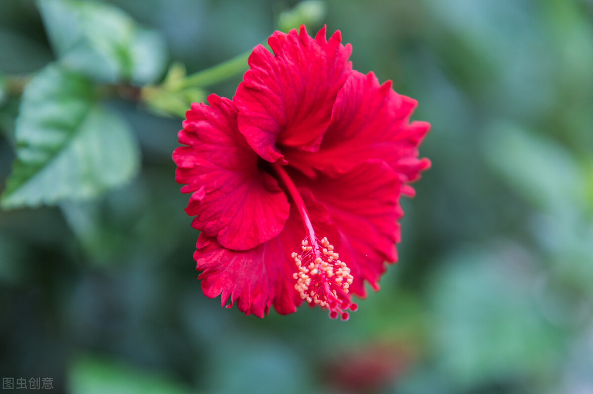 扶桑如何才能养好,扶桑为什么不能在家里养