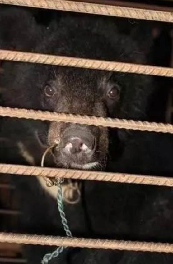 被铁链拴住的一生,被铁链绑住全身后逃脱