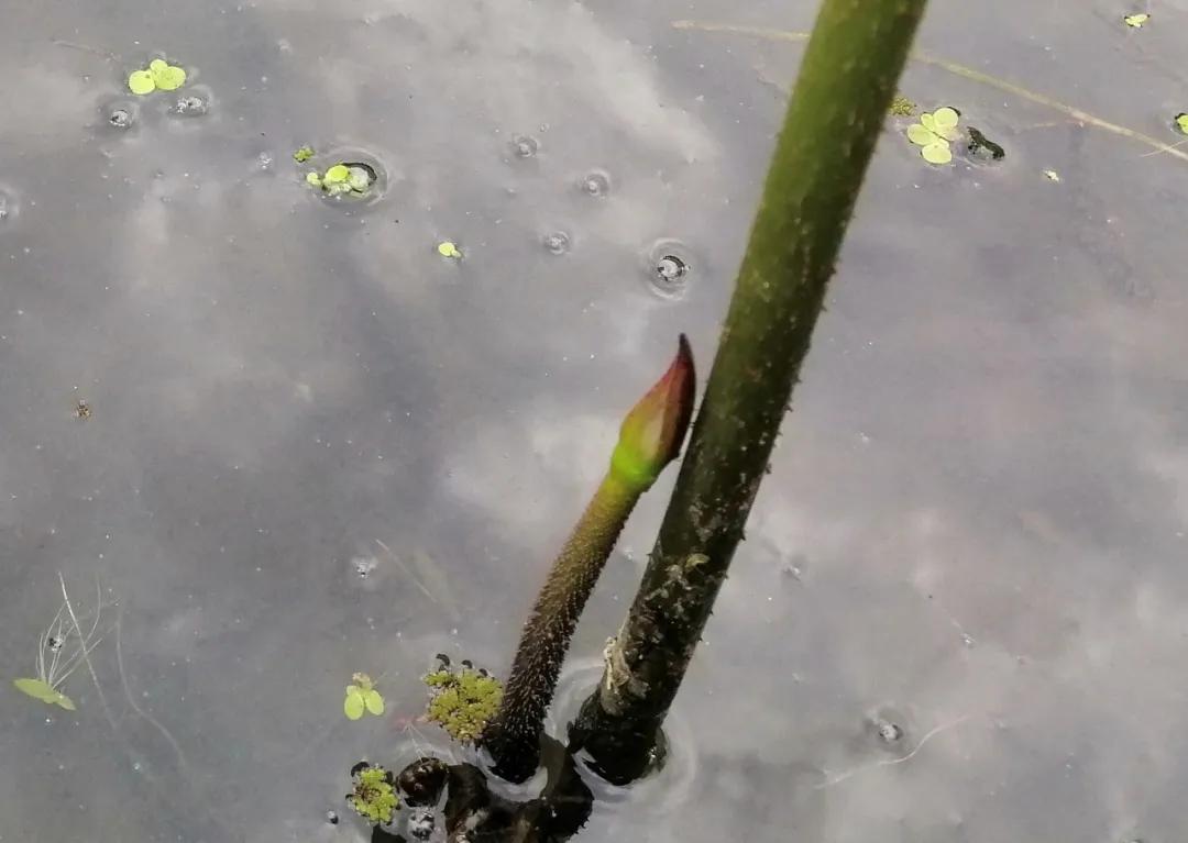 杭州第一波荷花美图大放送！赏荷佳期竟是早上6-8点，哪里最好拍？最新赏荷地图收好