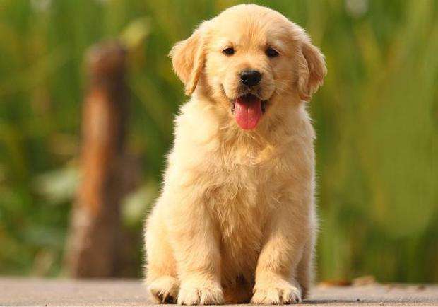 金毛犬怎么养视频教程,金毛犬最佳饲养方法