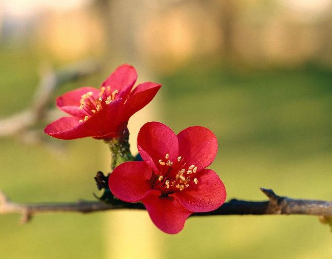 春天梅花开原创诗句,原创诗词梅开二度