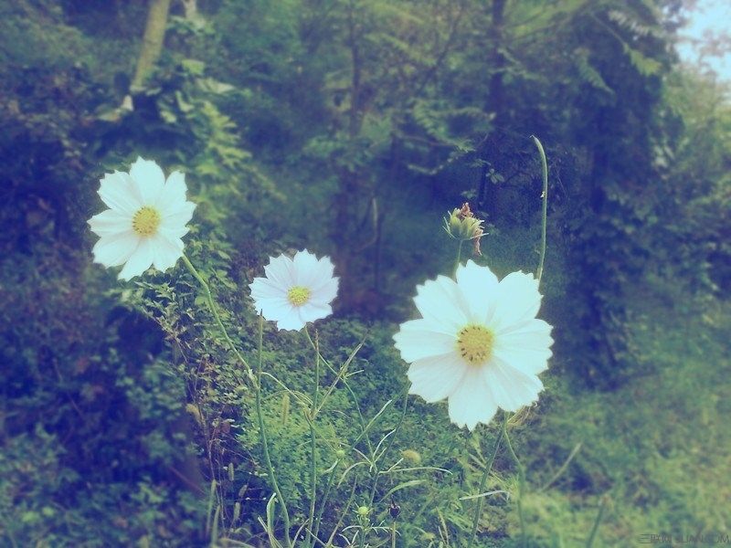 当一个人回首往事时不因虚度而悔,当回忆往事时不因虚度年华而悔恨