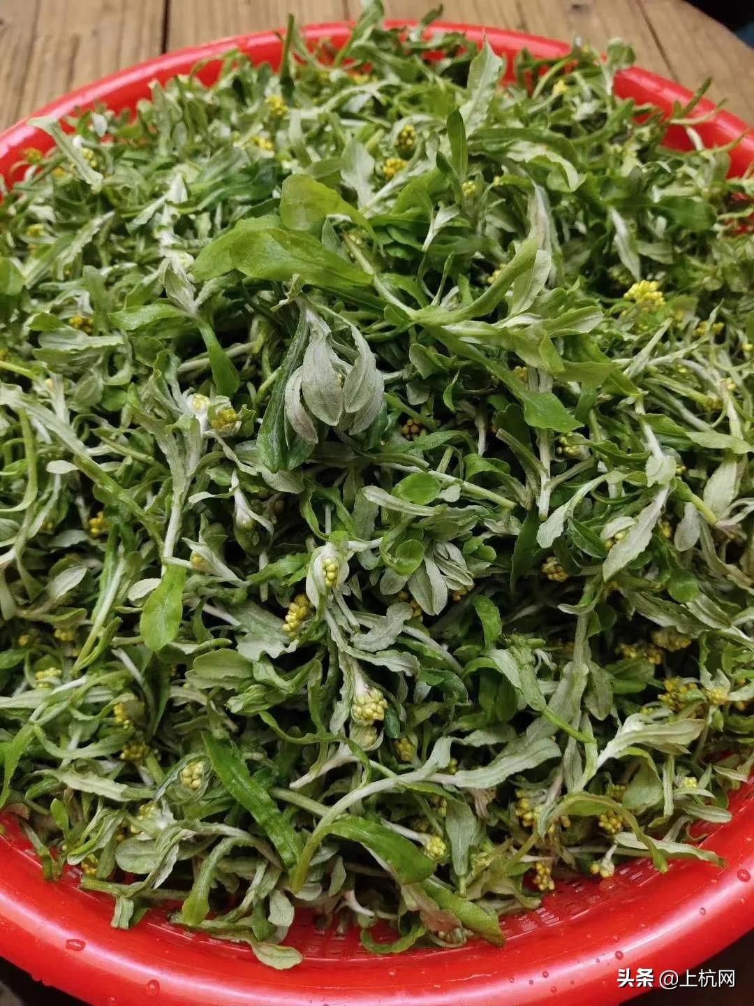 鼠曲草是野草吗,野生中药材鼠曲草