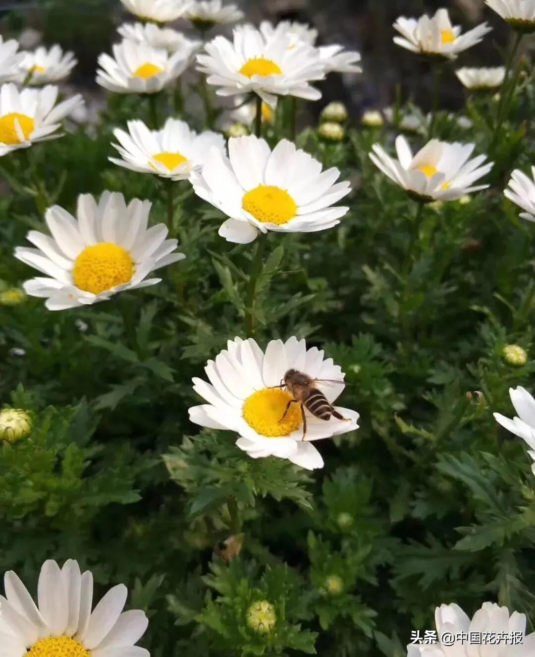 什么色系的花好看,6种颜色的花代表什么