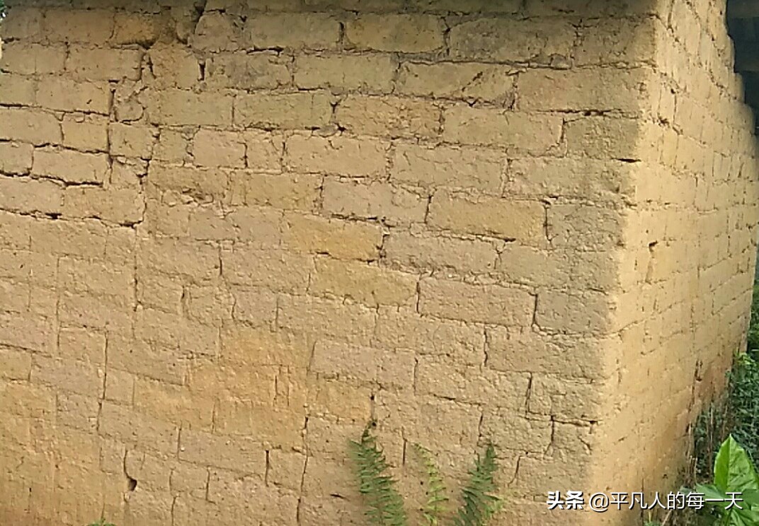 在农村养狗下狗崽卖能不能挣到钱？听听小伙子的看法