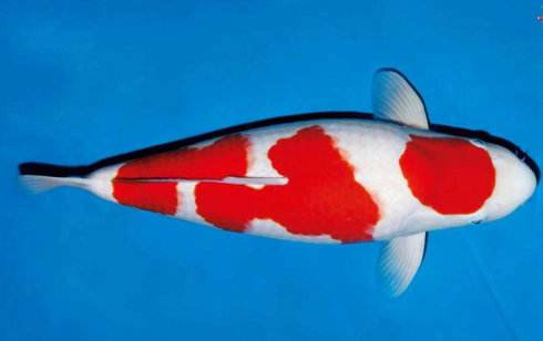 鱼百滋酸菜鱼即墨团购,鱼百科app