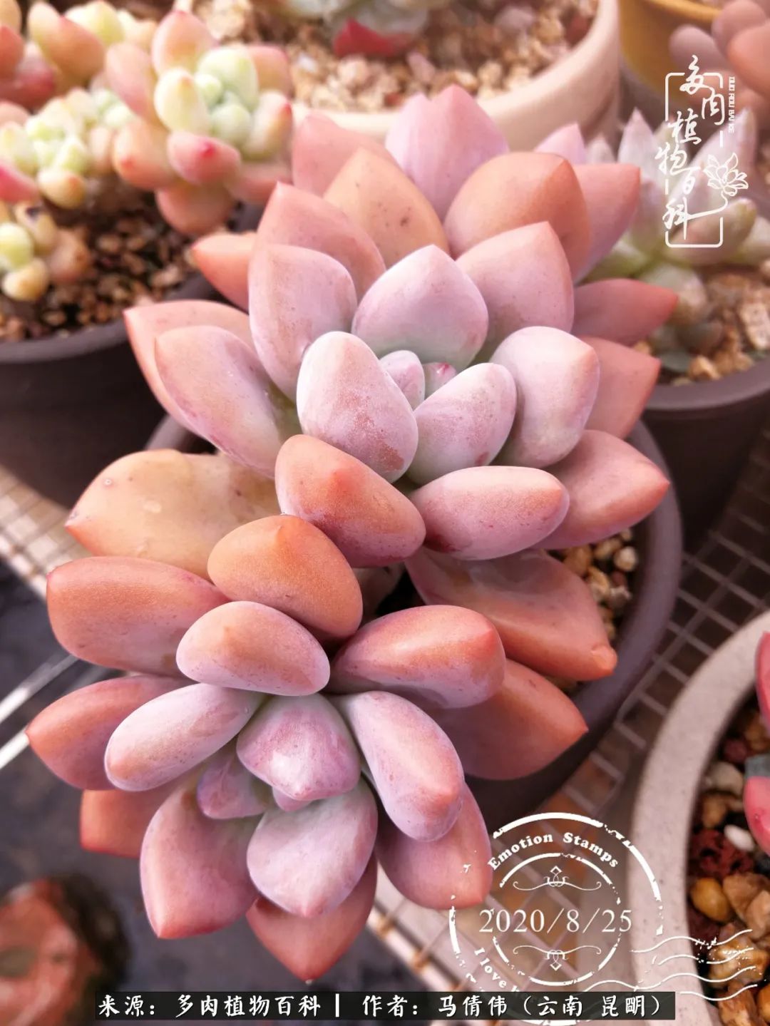 熬过了夏天的多肉,多肉熬过夏天惊艳整个秋天