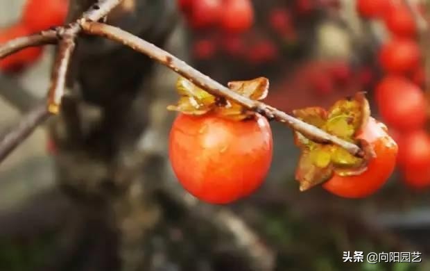 冬季最好吃的鲜枣,什么品种软枣最好吃