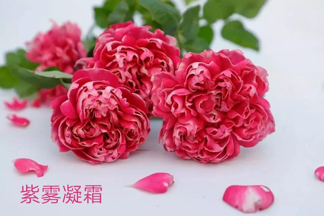 适合做切花的月季品种,十大公认最好切花月季