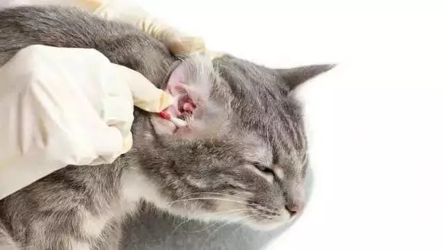 养宠小知识猫咪泪痕怎么去除,如何给猫咪除耳螨泪痕