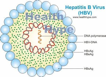 长期吃护肝片能预防肝硬化吗,有肝病的症状吃护肝片有用吗