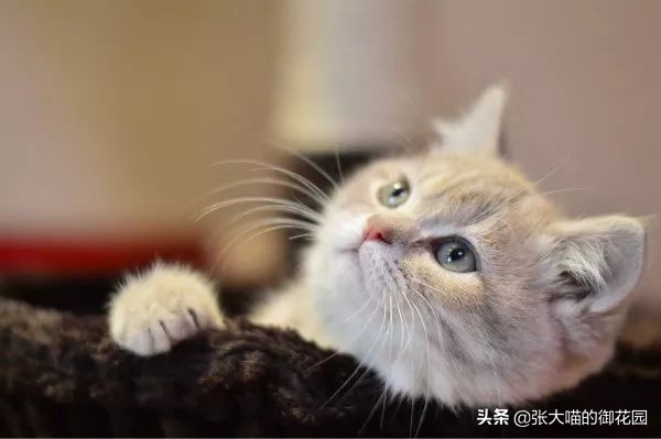 猫粮成分分析图表,如何通过猫粮成分辨别猫粮好坏