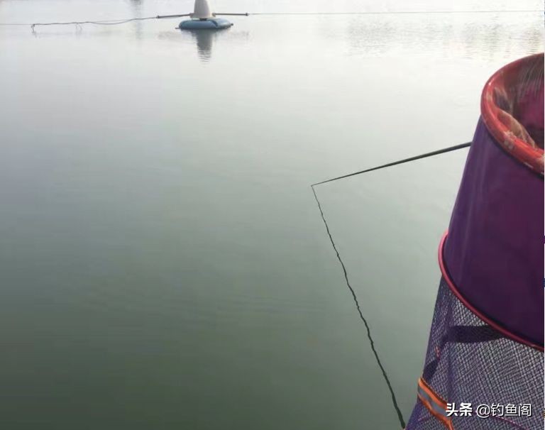 什么鱼老是咬断子线,可以咬断鱼线的鱼