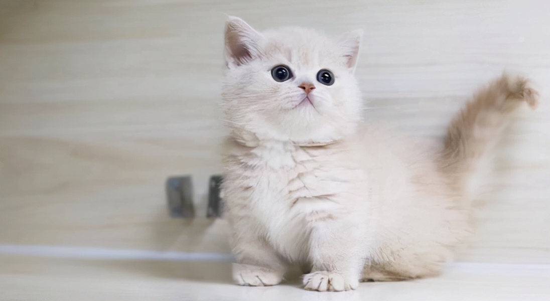 养猫首选这6种猫,养猫最好的4种人