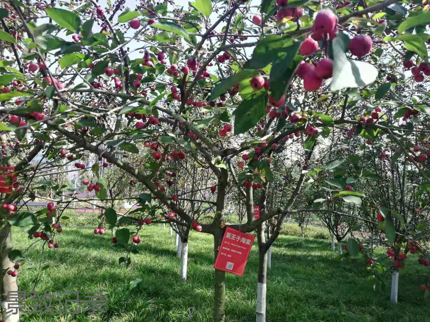 美丽的重庆南山植物园游玩记录,大足南山植物园有哪些植物