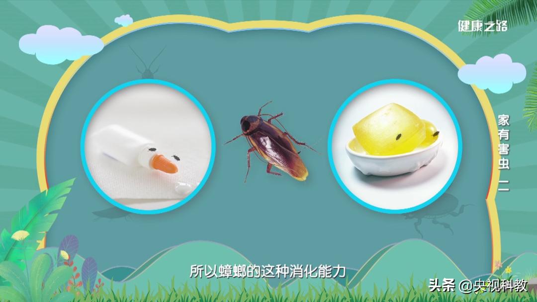 12种解决蟑螂的方法,怎么解决蟑螂最有效的方法