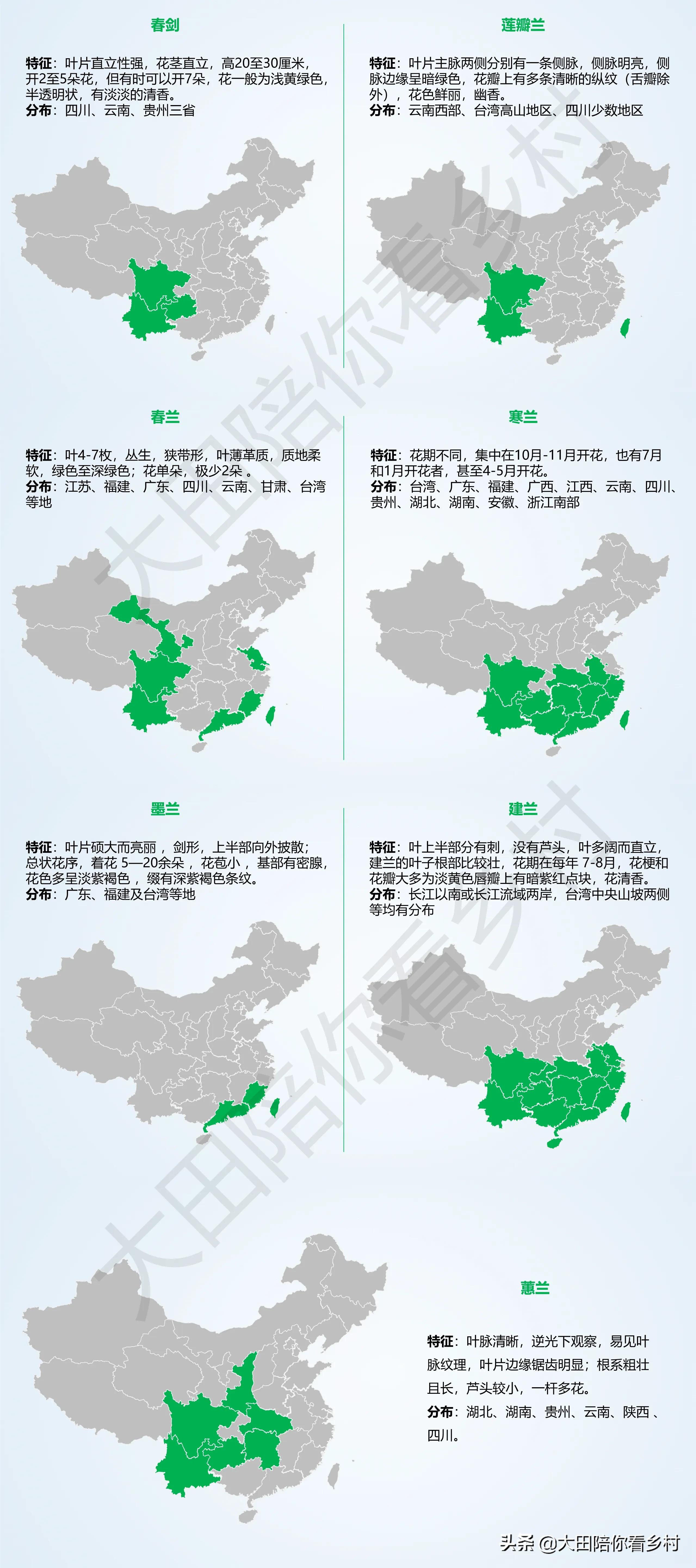 野生兰花分布在哪些地方,常见兰花种类及图片大全介绍