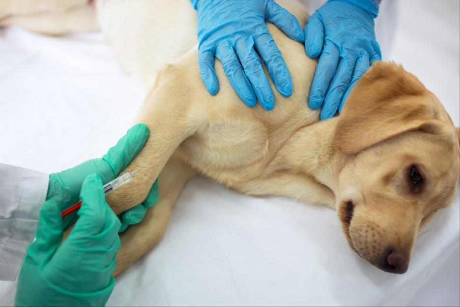 狗狗被跳蚤咬了身上有血痂怎么办,狗狗有跳蚤怎么办