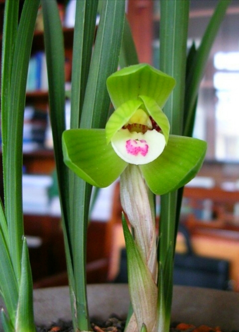 原来的天价兰花现在价格是多少,天价兰花是什么兰花