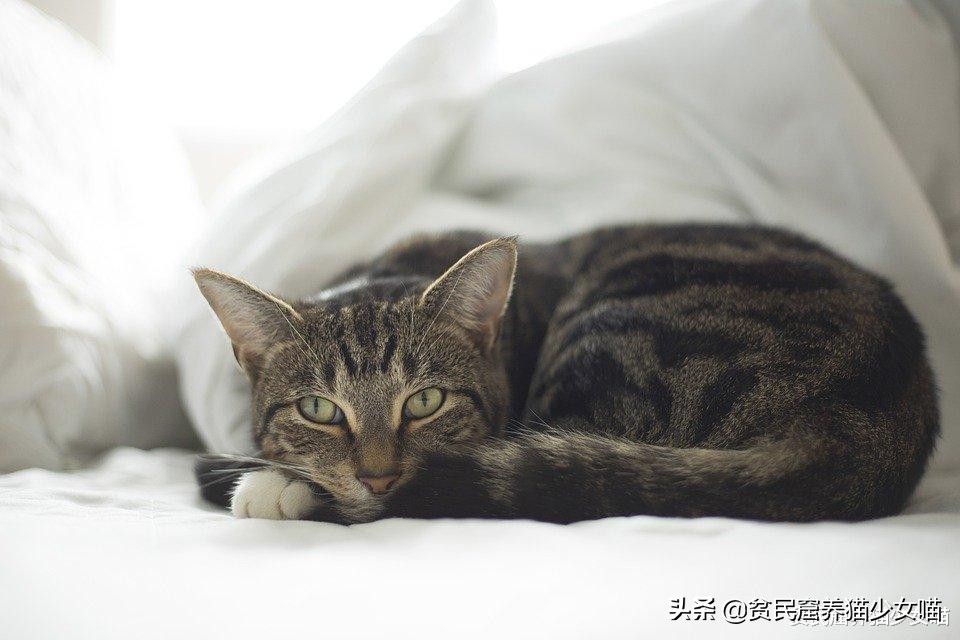 带猫咪出去洗澡就狂躁,如果英短猫发生了应激反应怎么办