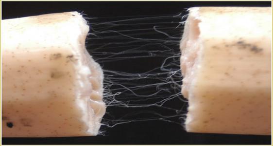 为啥莲藕出淤泥而不染,莲藕出淤泥而不染为什么