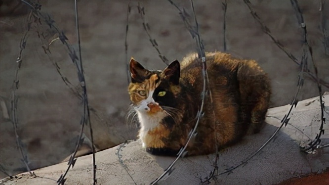 寄生虫感染猫咪,猫咪寄生虫感染了会怎样