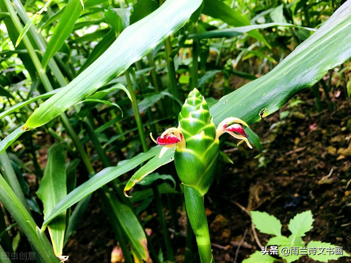 植物中的*物尤**：疆御百邪，故谓之薑