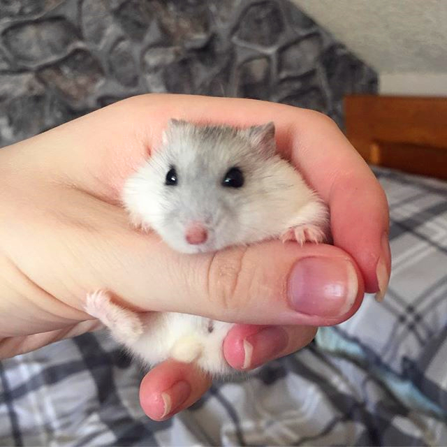 仓鼠妈妈望子成龙，为让宝宝成为吊环王子，不惜从喝奶抓起