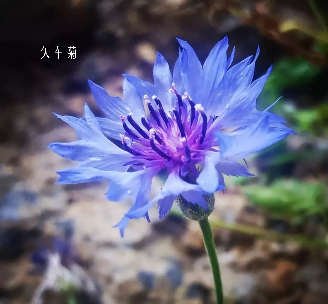 鲜花店常见花材品种大全,花店里同款的两种不同价格的花材