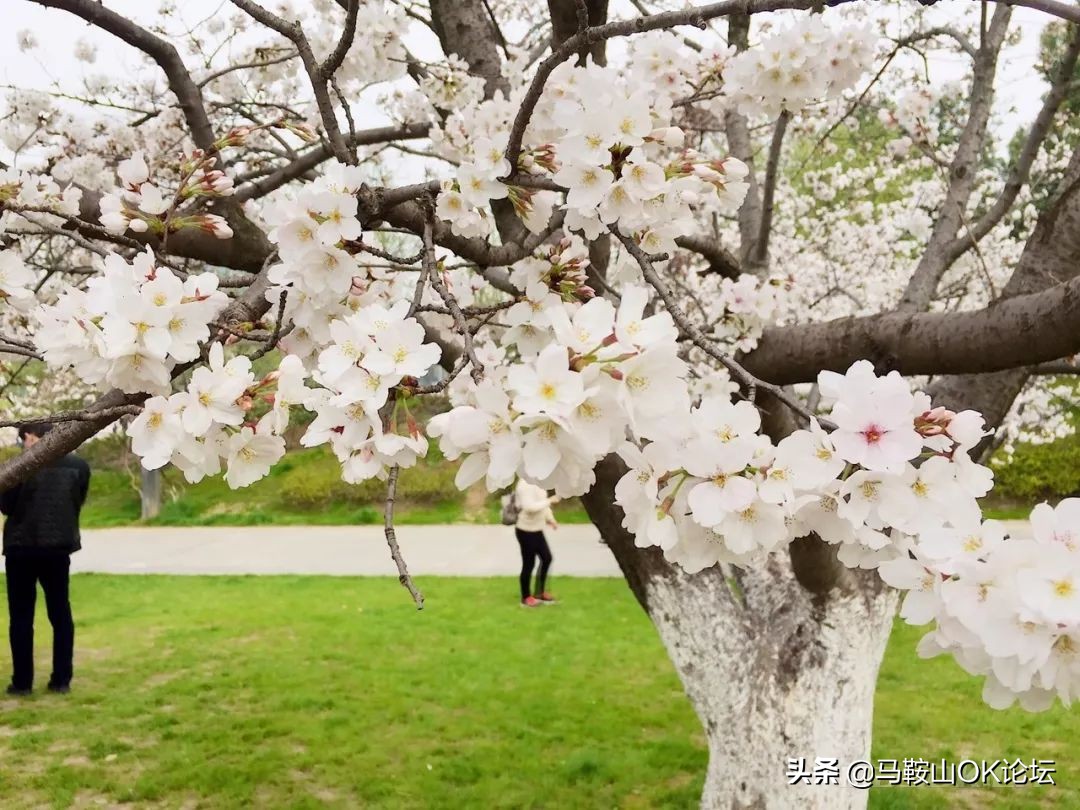 马鞍山滨江公园樱花开了吗,马鞍山雨山樱花