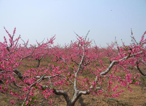 桃树园改造规划图,桃树改造的措施