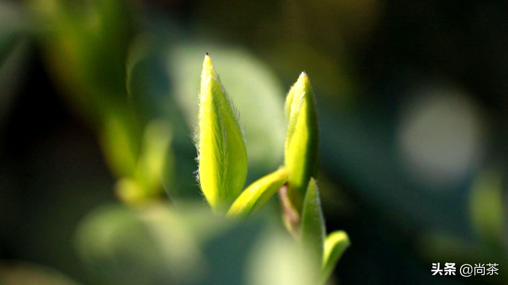 “文盲营销”？跟着诚壹反其道而行，也是茶叶发展的一条康庄大道