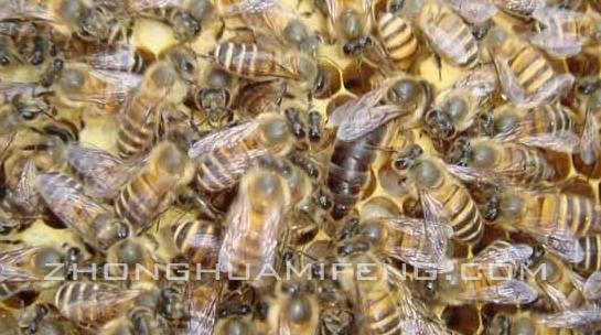 中蜂专用治疗方法,中蜂蜂蛹病防治