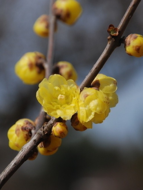 湖州晚报丨老梅虬影亦芳华