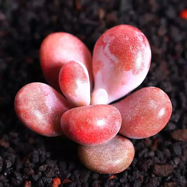 推荐轻松玩转100种常见多肉植物,700种多肉植物图鉴pdf百度云