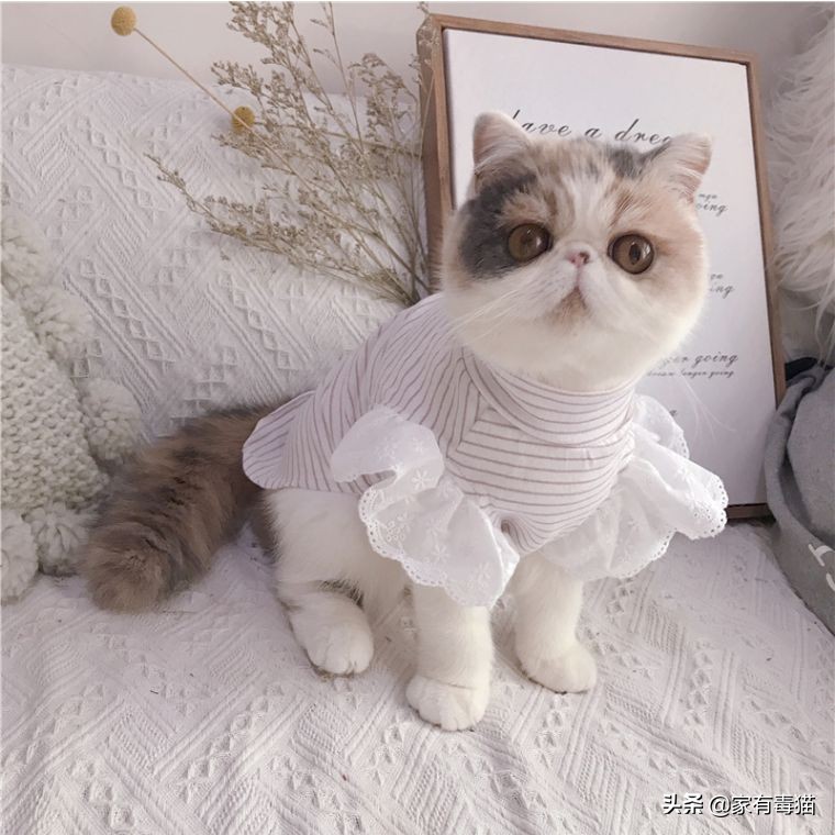 猫粮为何叫毒粮,猫粮和米饭哪个安全