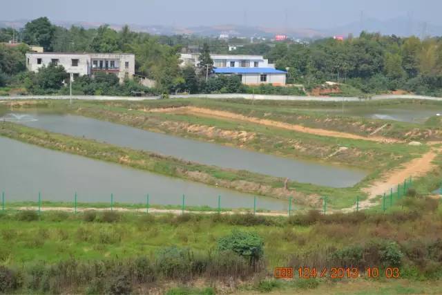 湖南最好的锦鲤养殖基地,湘潭锦鲤养殖