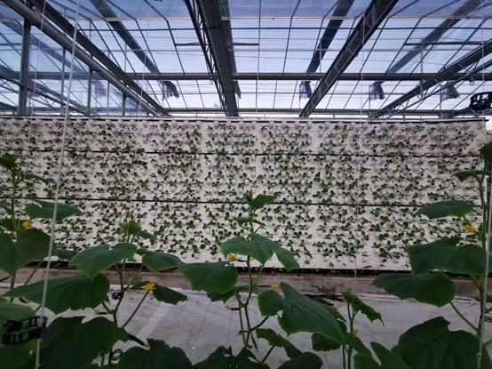 带你江西奉新看菜去，去了绝对不后悔