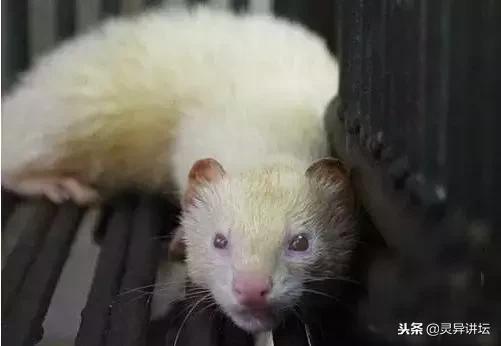 黄大仙修炼不精贪恋人间，黄花闺女出了情况，看它怎么脱得了干系