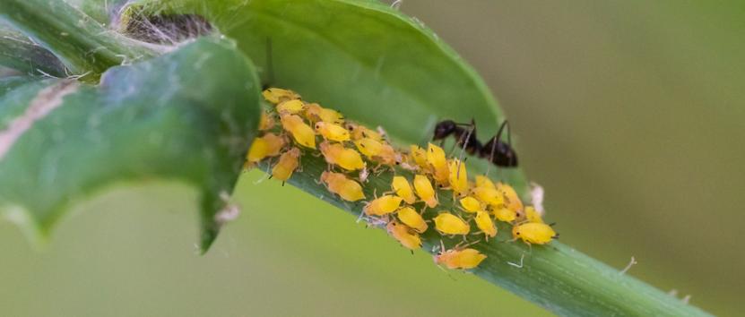 密恐慎入!蚜虫的混世之道