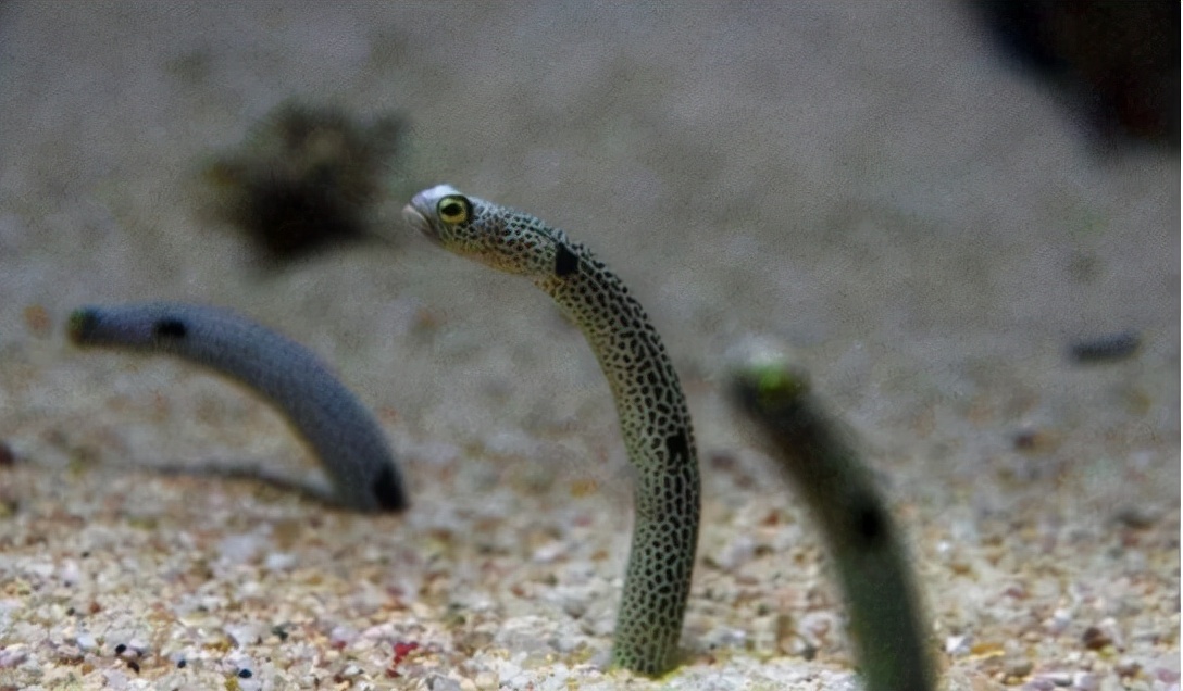 3米长的巨蟒藏在闹市10年,灭绝的超大巨蟒蛇