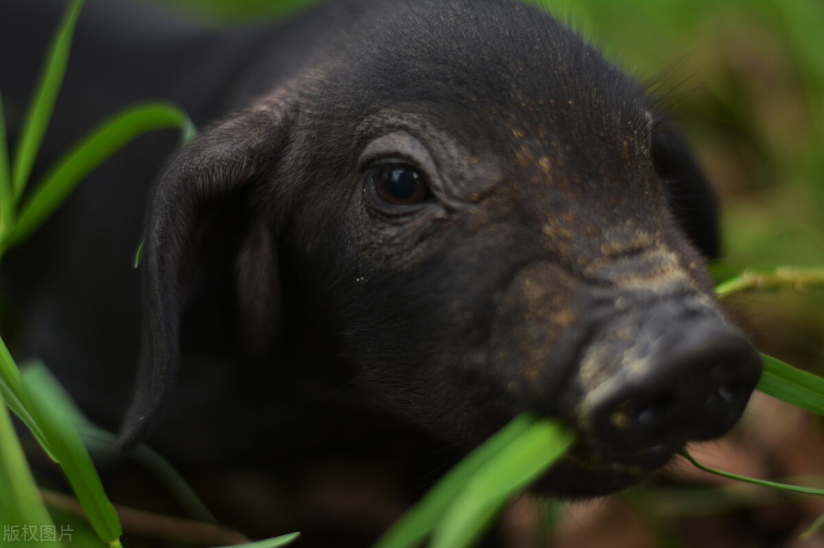福州项目未来收益及实施方案,福州市106个项目进展