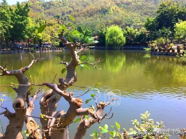 榆树盆景何时修剪最好,盆景怎样修剪最好看