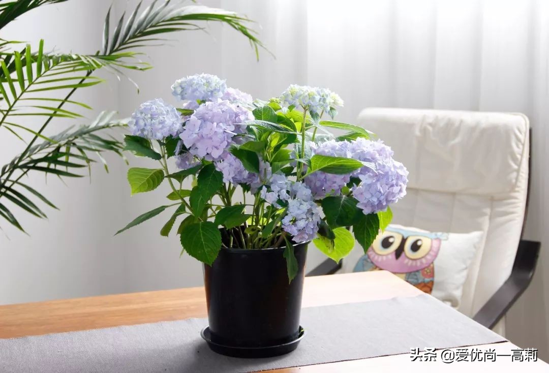 完美搭配，背阴阳台咱们也可以打造一个花园！