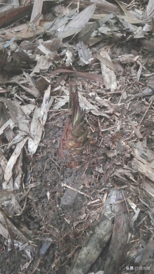 春日美食家正宗的糖蒜,春日美食家吃硬菜