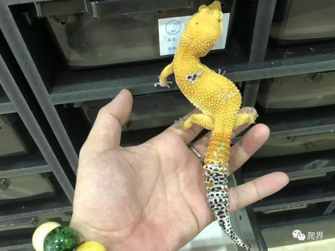 湛江爬宠店,深圳爬宠店在哪里